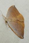 Watsonalla uncinula