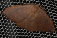 Watsonalla uncinula
