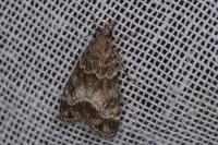 Eudonia mercurella
