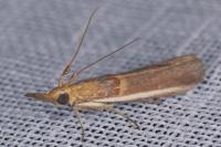 Etiella zinckenella