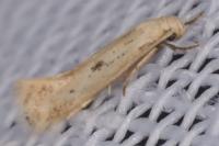 Elachista biatomella