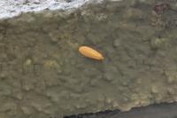 Wittia sororcula