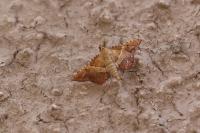 Endotricha flammealis