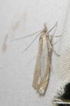 Crambus pascuella