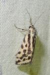 Emmelia trabealis