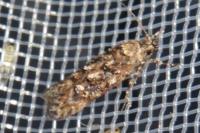 Teleiopsis diffinis