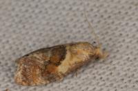 Cochylidia rupicola