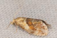 Cochylidia rupicola