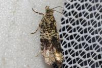 Celypha lacunana