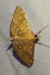 Anania verbascalis