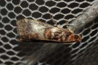 Acrobasis advenella