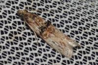 Nephopterix angustella