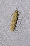 Homoeosoma sinuella