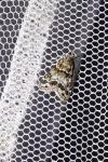 Eudonia mercurella
