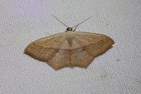 Scopula imitaria
