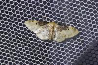 Idaea filicata
