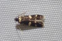 Oegoconia deauratella