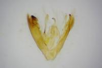 Emmelina monodactyla