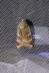Noctua janthe/janthina