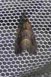 Schrankia costaestrigalis
