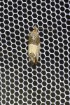 Spilonota ocellana