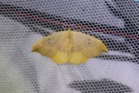 Watsonalla binaria