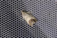 Cydia splendana