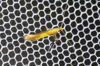 Caloptilia alchimiella