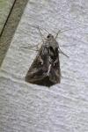 Autographa gamma