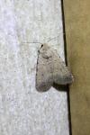 Caradrina clavipalpis