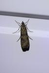 Nomophila noctuella