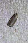 Spodoptera exigua