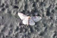 Idaea filicata