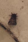 Thaumetopoea processionea