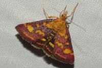Pyrausta purpuralis