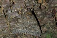 Catocala nupta