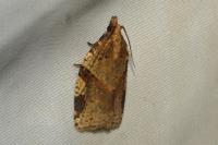 Clepsis spectrana