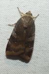 Noctua janthe