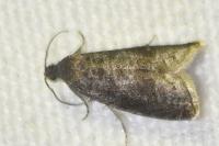 Grapholita funebrana