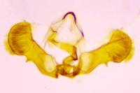 Grapholita funebrana
