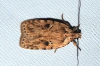 Agonopterix arenella