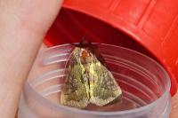 Diachrysia chrysitis