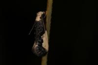 Monopis monachella