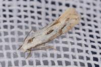 Elachista albidella