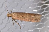 Bryotropha