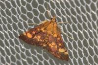 Pyrausta aurata