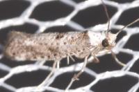 Paraswammerdamia albicapitella