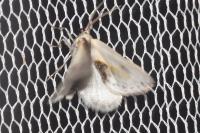 Cilix glaucata
