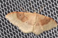 Idaea degeneraria