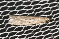Phycitodes